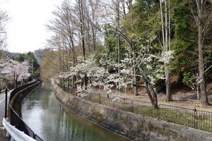 山科疎水の桜006.JPG