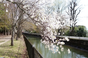 山科疎水の桜008.JPG