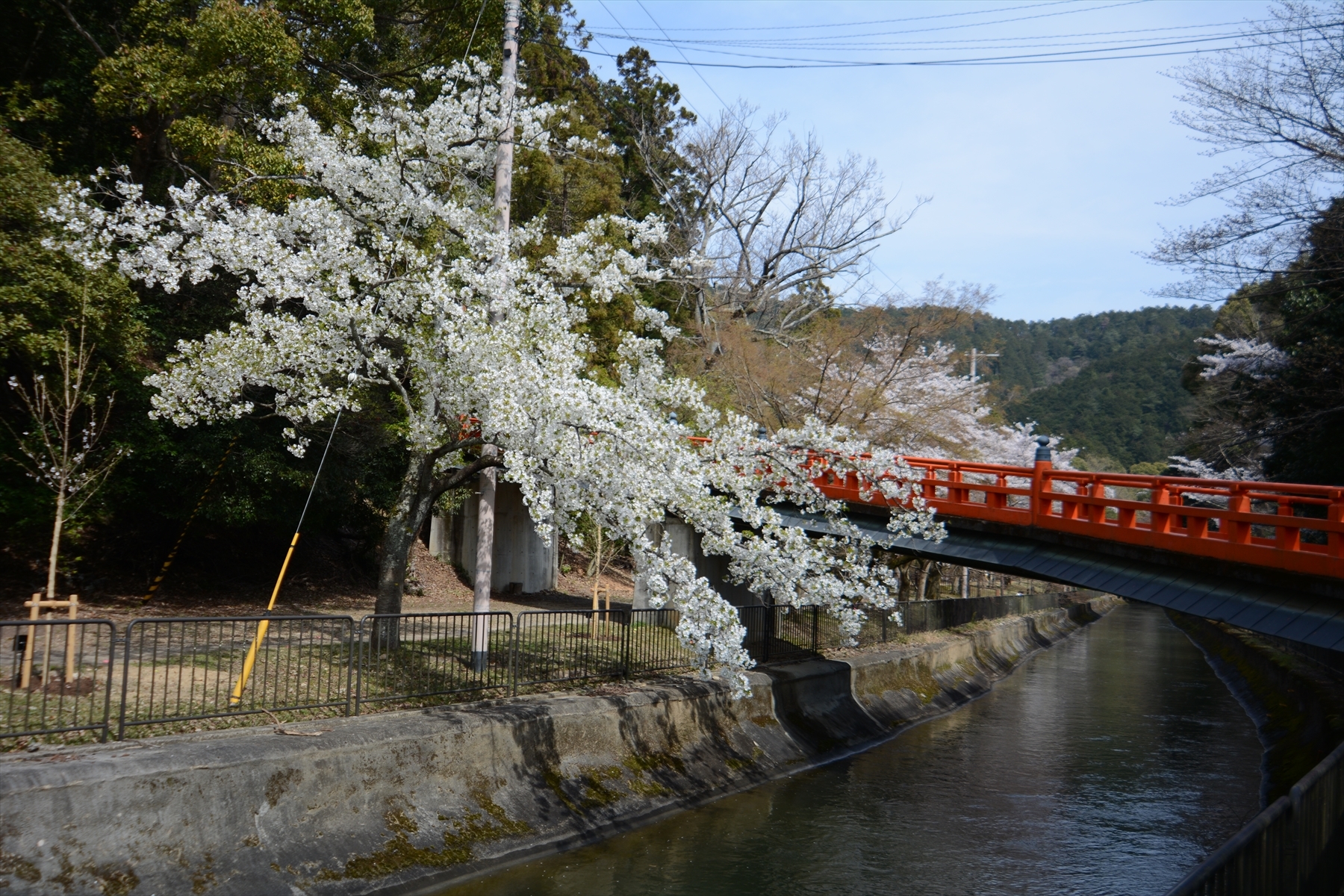 山科疎水の桜012.JPG