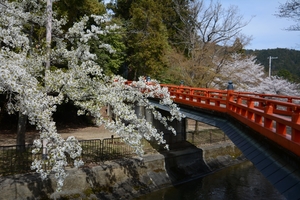 山科疎水の桜014.JPG