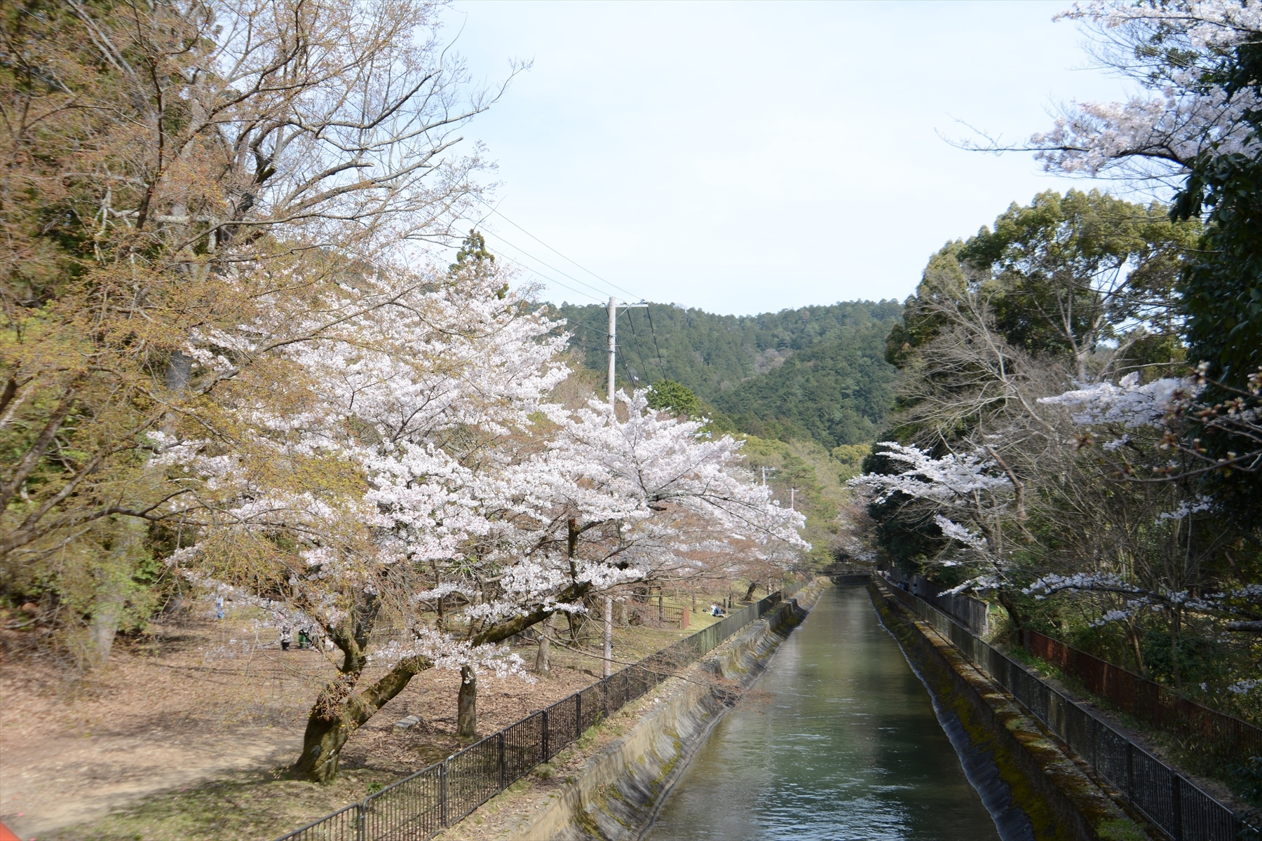山科疎水の桜018.JPG
