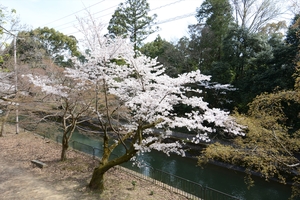 山科疎水の桜024.JPG