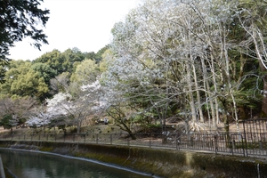 山科疎水の桜034.JPG