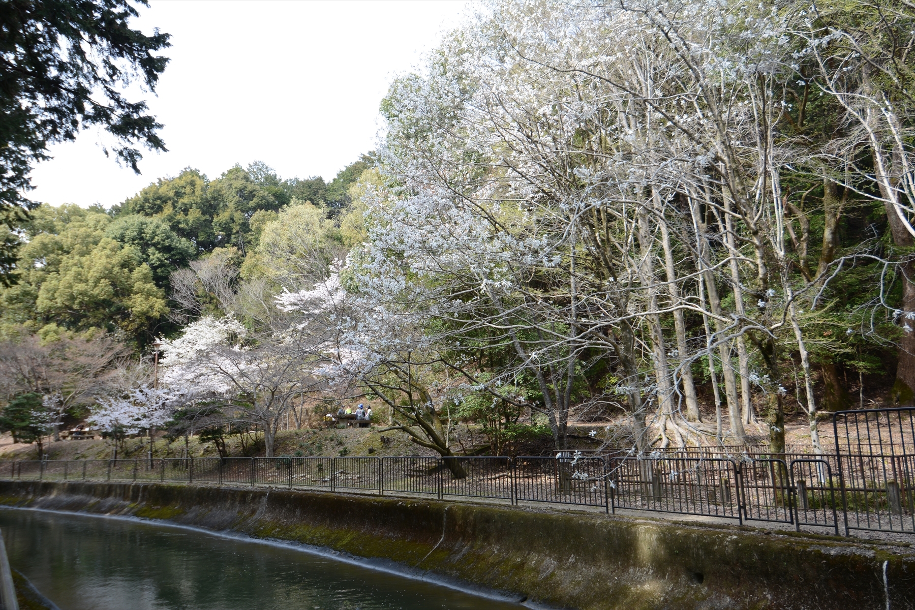 山科疎水の桜034.JPG