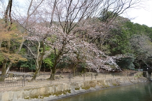 山科疎水の桜036.JPG