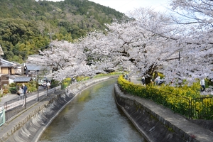 山科疎水の桜048.JPG