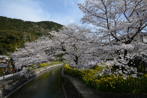 山科疎水の桜052.JPG