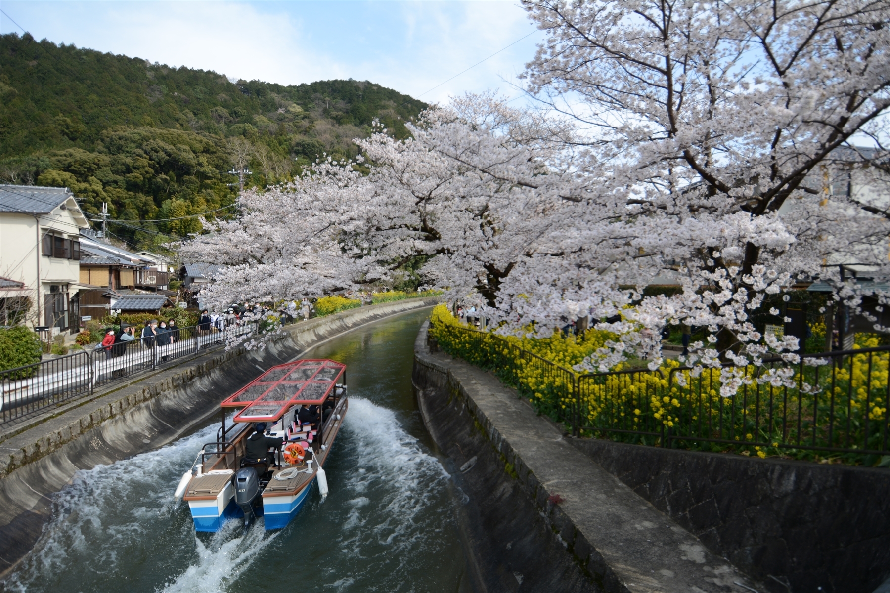 山科疎水の桜054.JPG