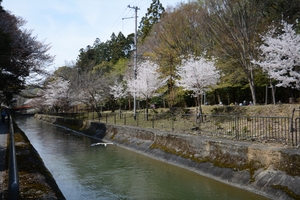 山科疎水の桜069.JPG