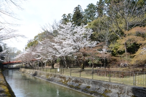 山科疎水の桜073.JPG