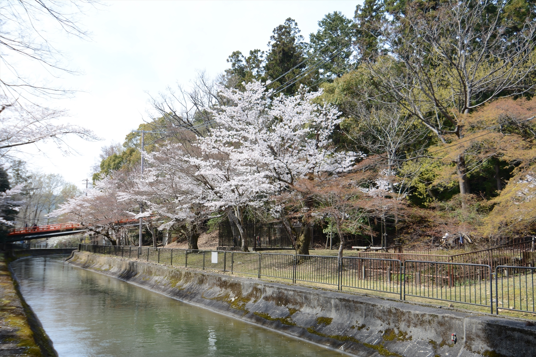 山科疎水の桜073.JPG