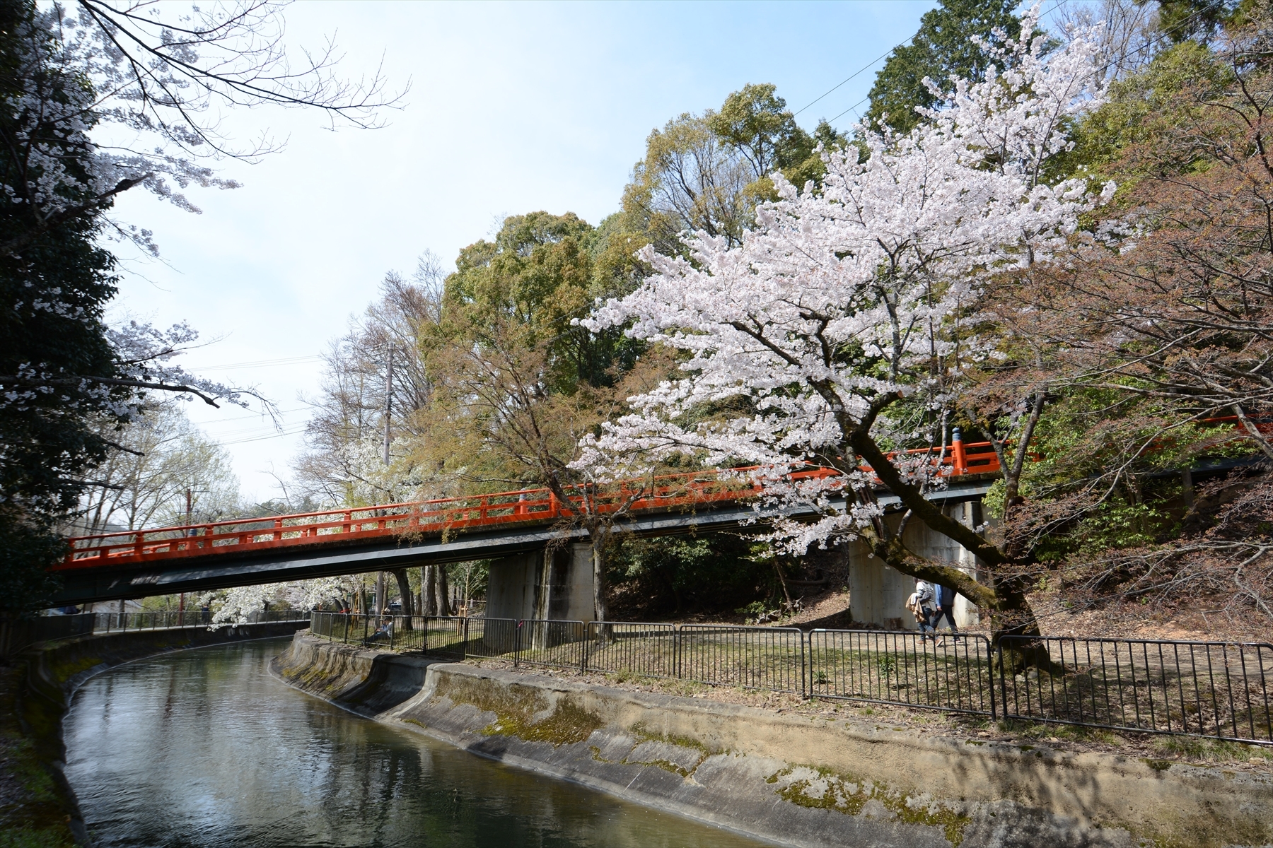 山科疎水の桜074.JPG
