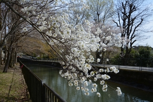 山科疎水の桜085.JPG