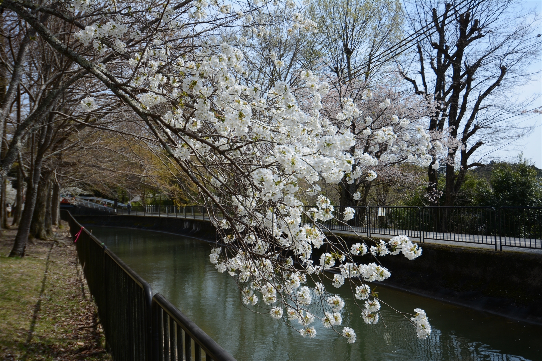 山科疎水の桜085.JPG