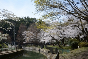 山科疎水の桜087.JPG