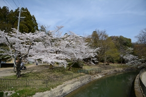 山科疎水の桜090.JPG