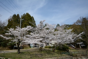 山科疎水の桜093.JPG