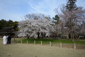 上賀茂神社の桜001.JPG