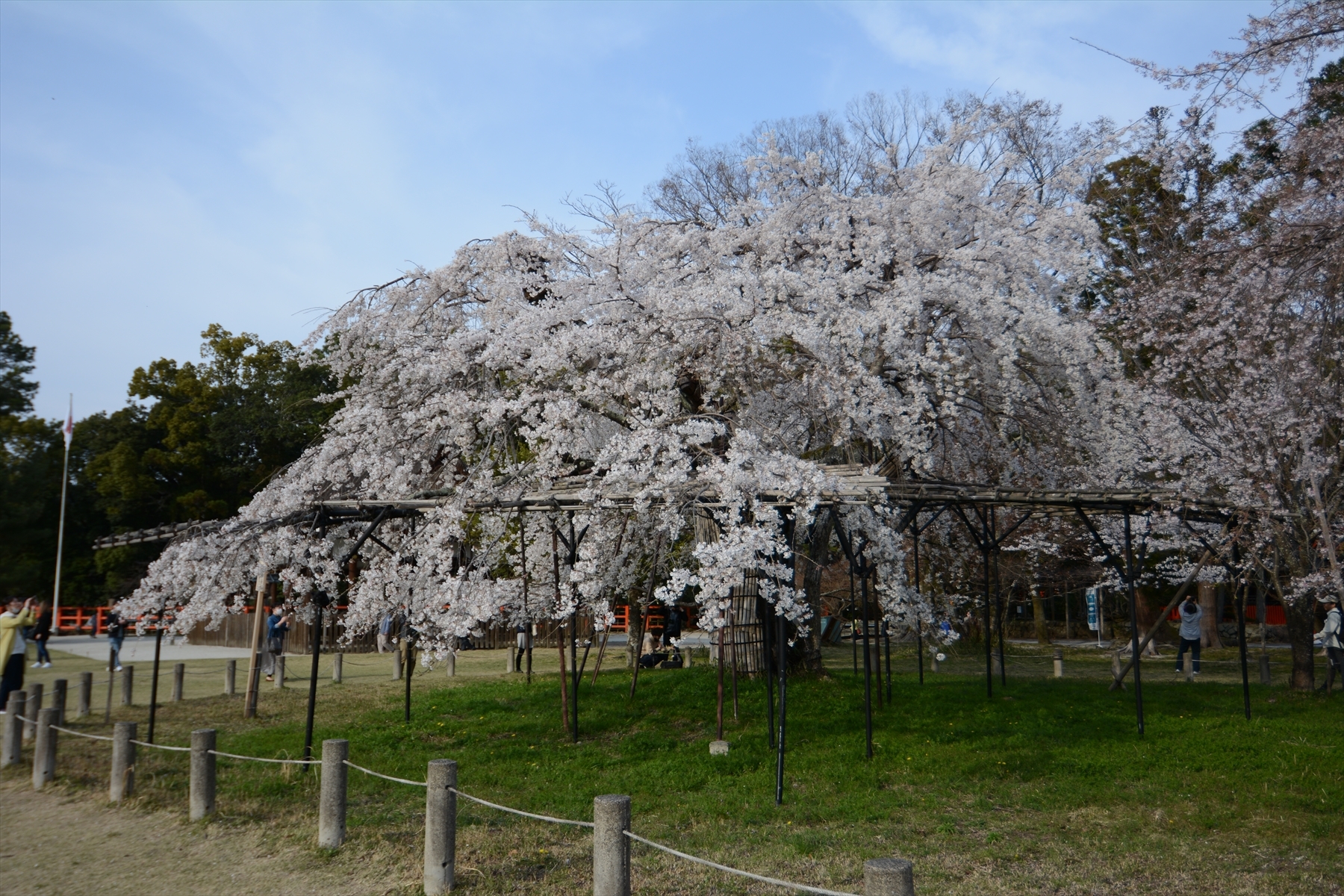 上賀茂神社の桜002.JPG