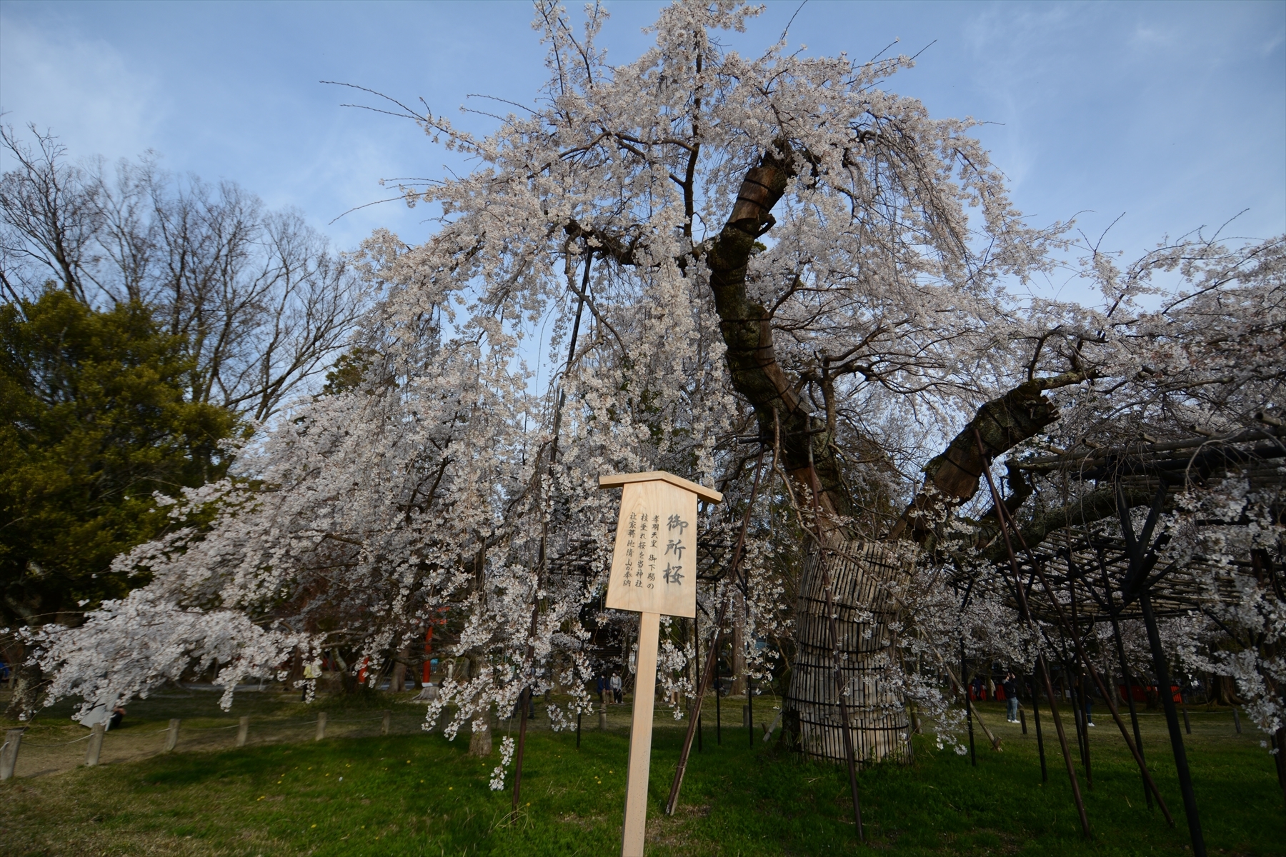 上賀茂神社の桜004.JPG