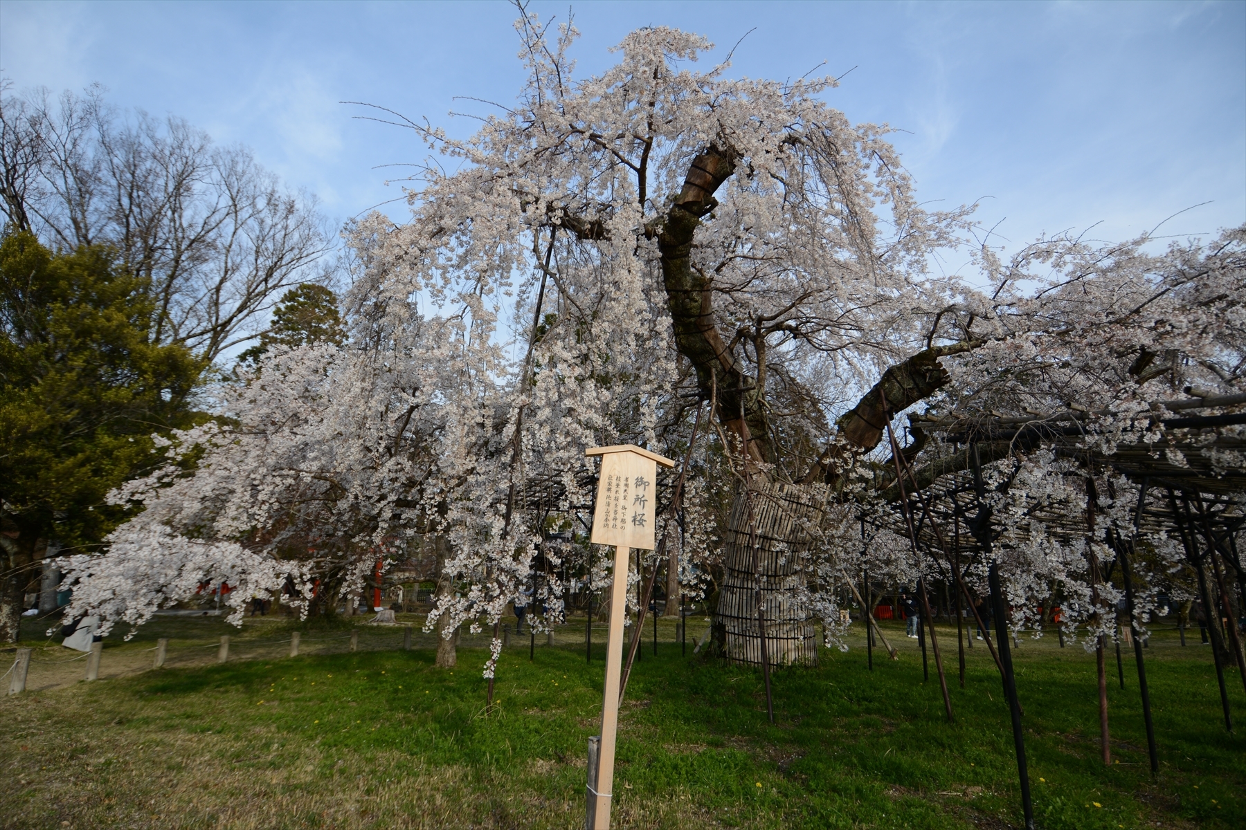上賀茂神社の桜005.JPG