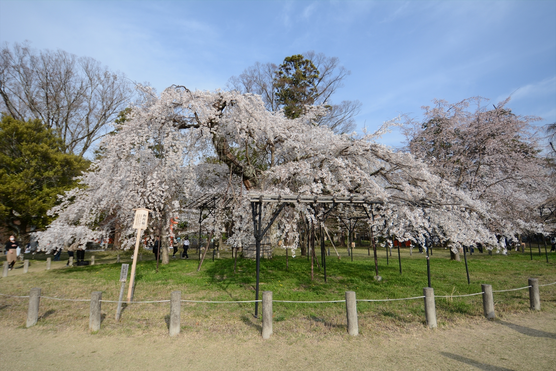 上賀茂神社の桜011.JPG