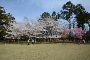 上賀茂神社の桜012.JPG
