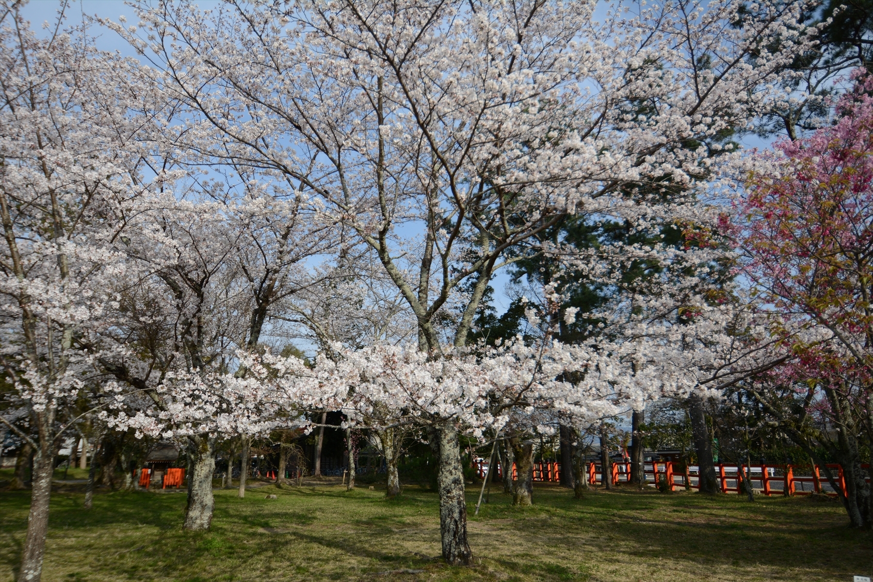 上賀茂神社の桜013.JPG