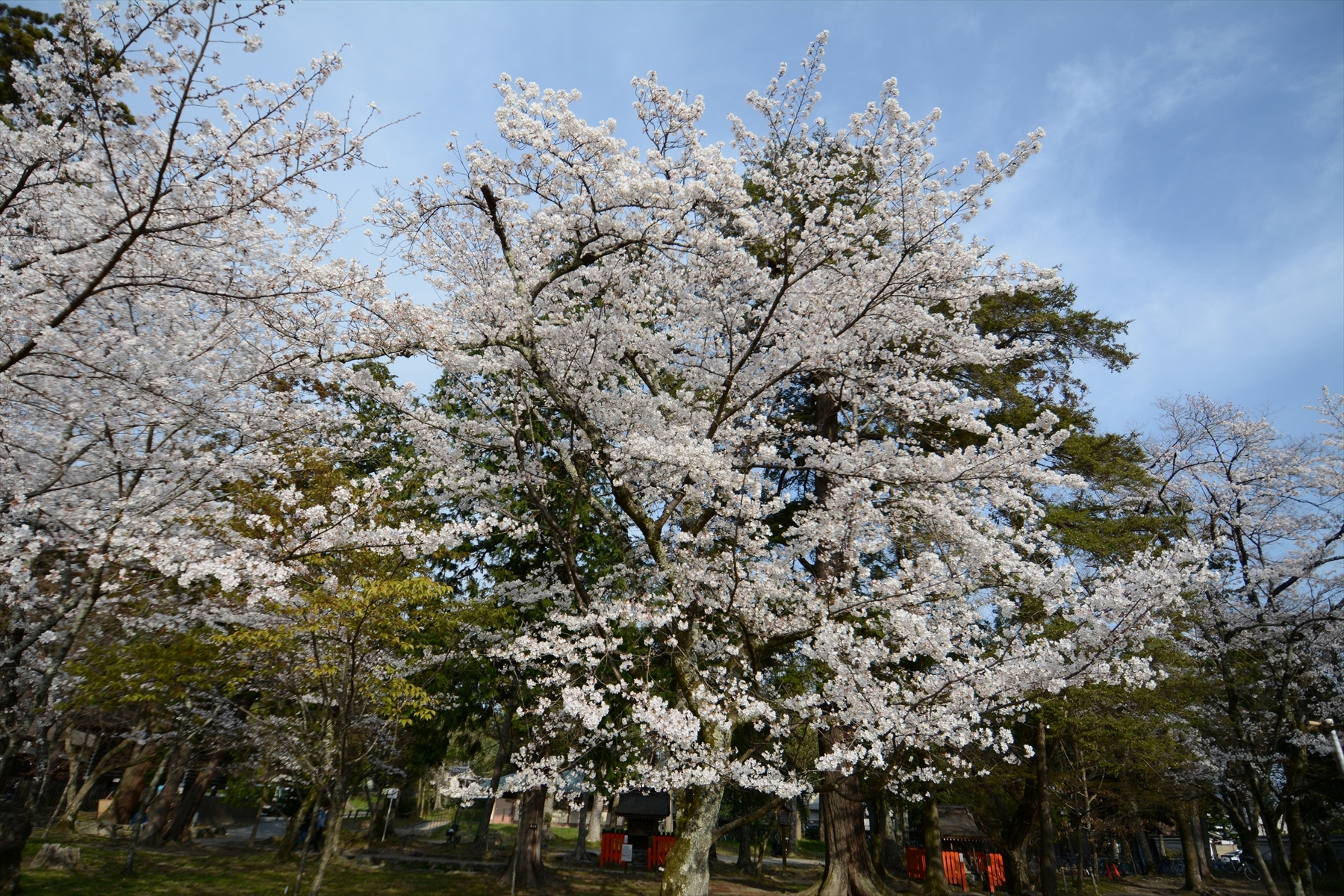 上賀茂神社の桜014.JPG