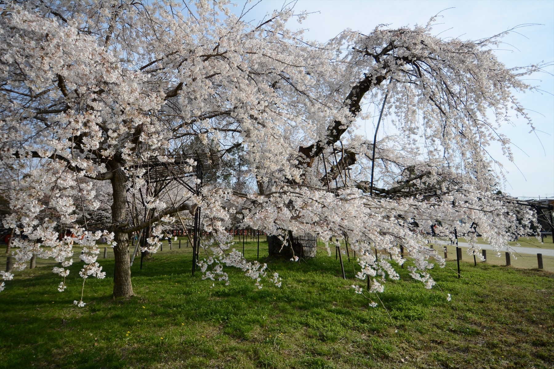 上賀茂神社の桜015.JPG