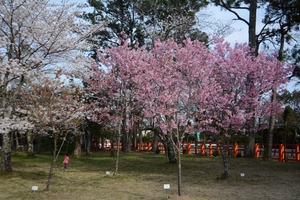 上賀茂神社の桜003.JPG