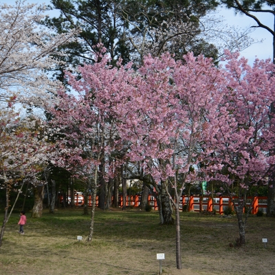 上賀茂神社の桜003.JPG