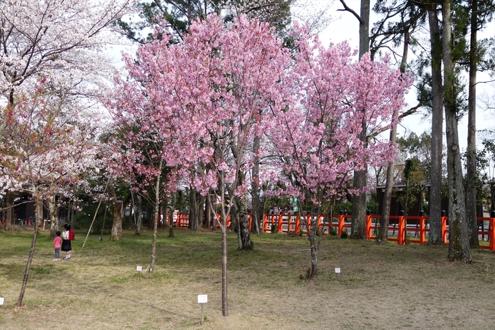 上賀茂神社の桜006.JPG