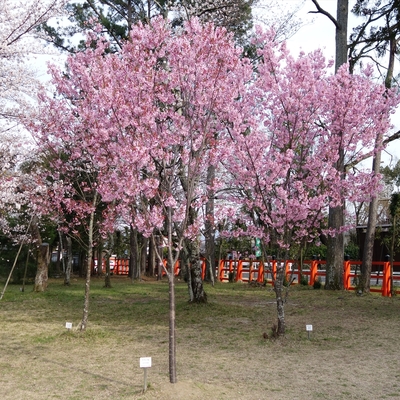 上賀茂神社の桜006.JPG