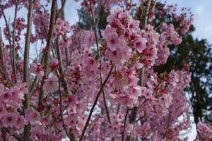 上賀茂神社の桜007.JPG