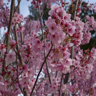上賀茂神社の桜007.JPG