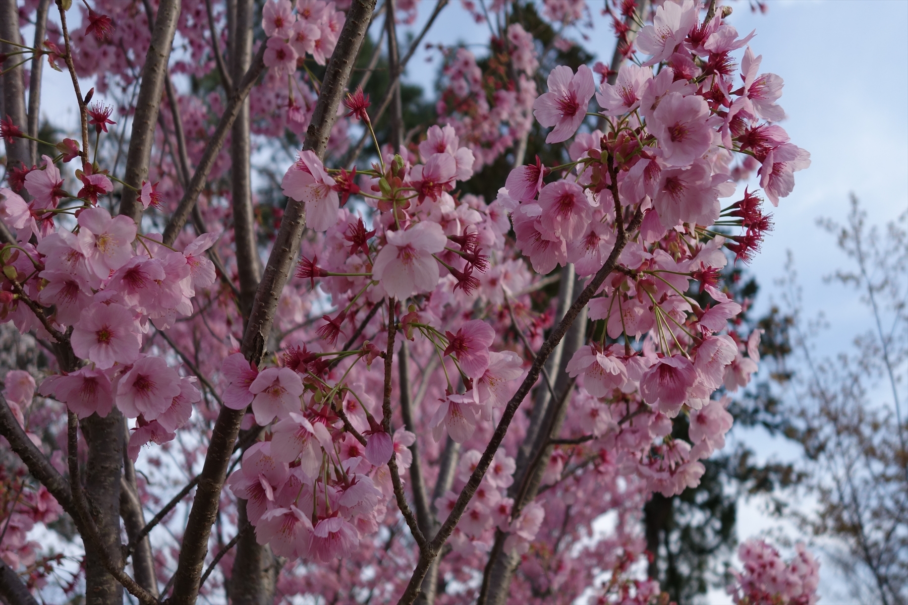 上賀茂神社の桜008.JPG