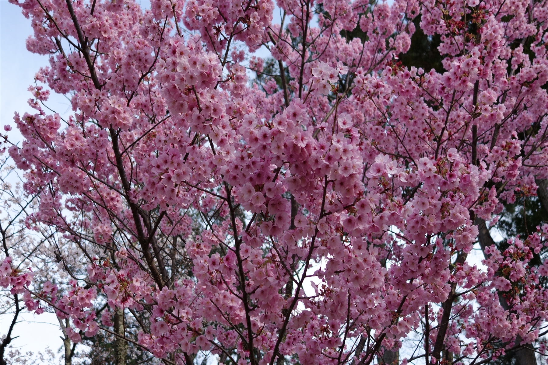 上賀茂神社の桜009.JPG