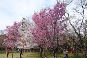 上賀茂神社の桜010.JPG