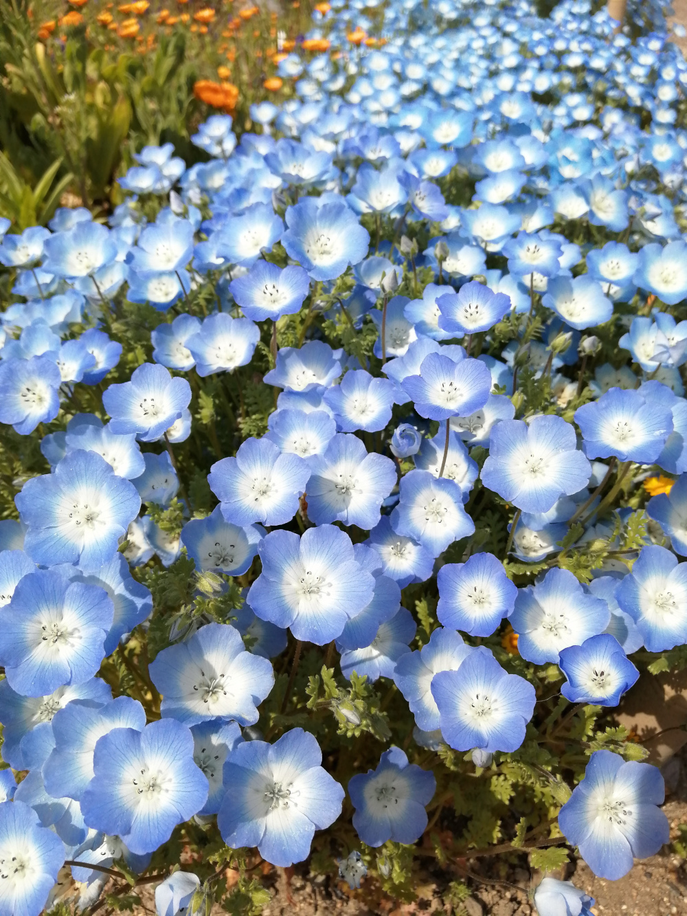 5nemophila.jpg