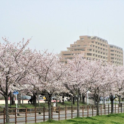 板櫃川の桜.jpg
