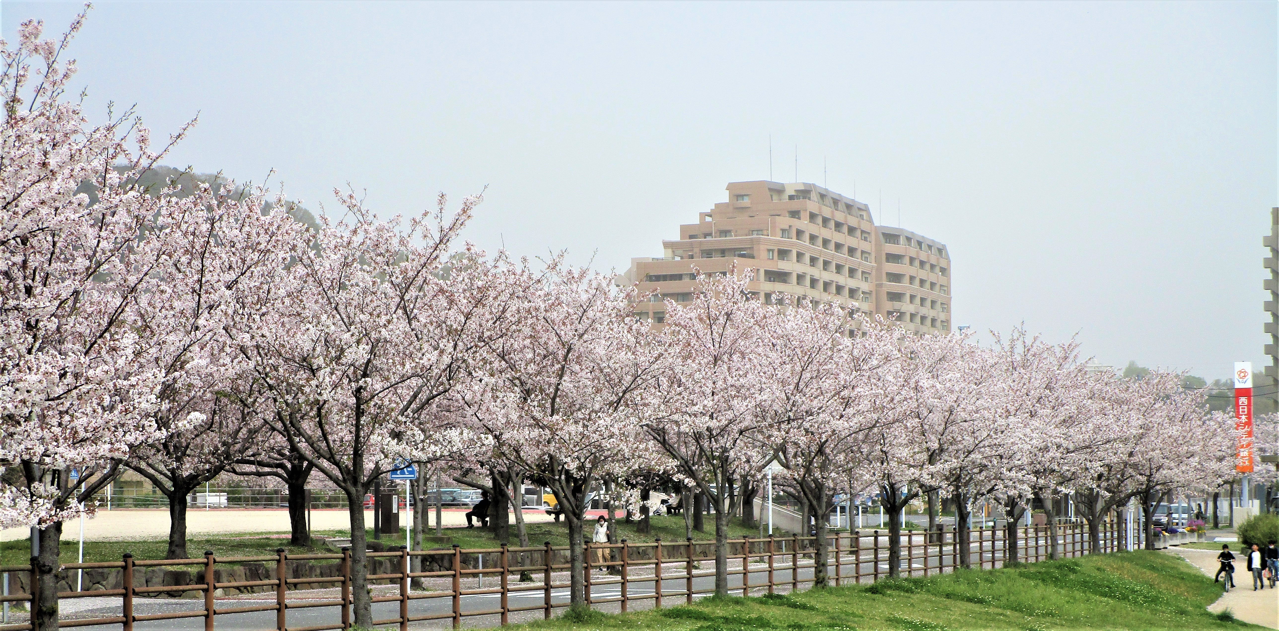 板櫃川の桜.jpg