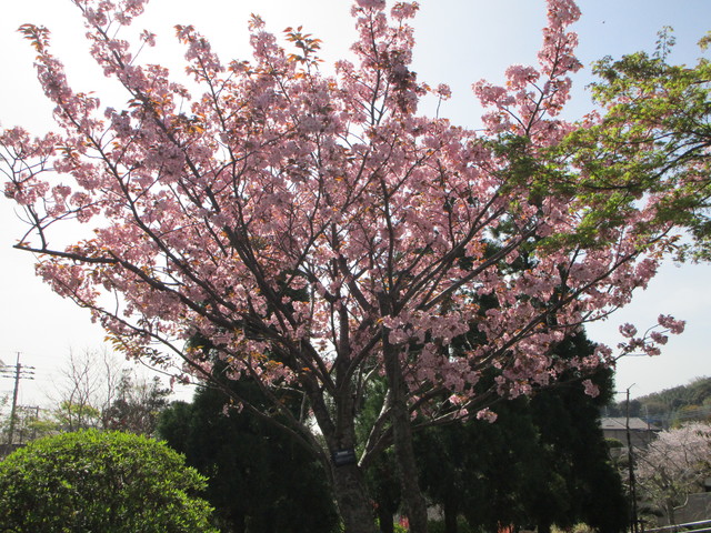 サトザクラ長州赤桜.JPG