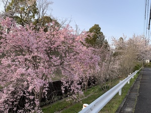 IMG_2044.jpeg