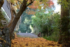 三鈷寺004.JPG