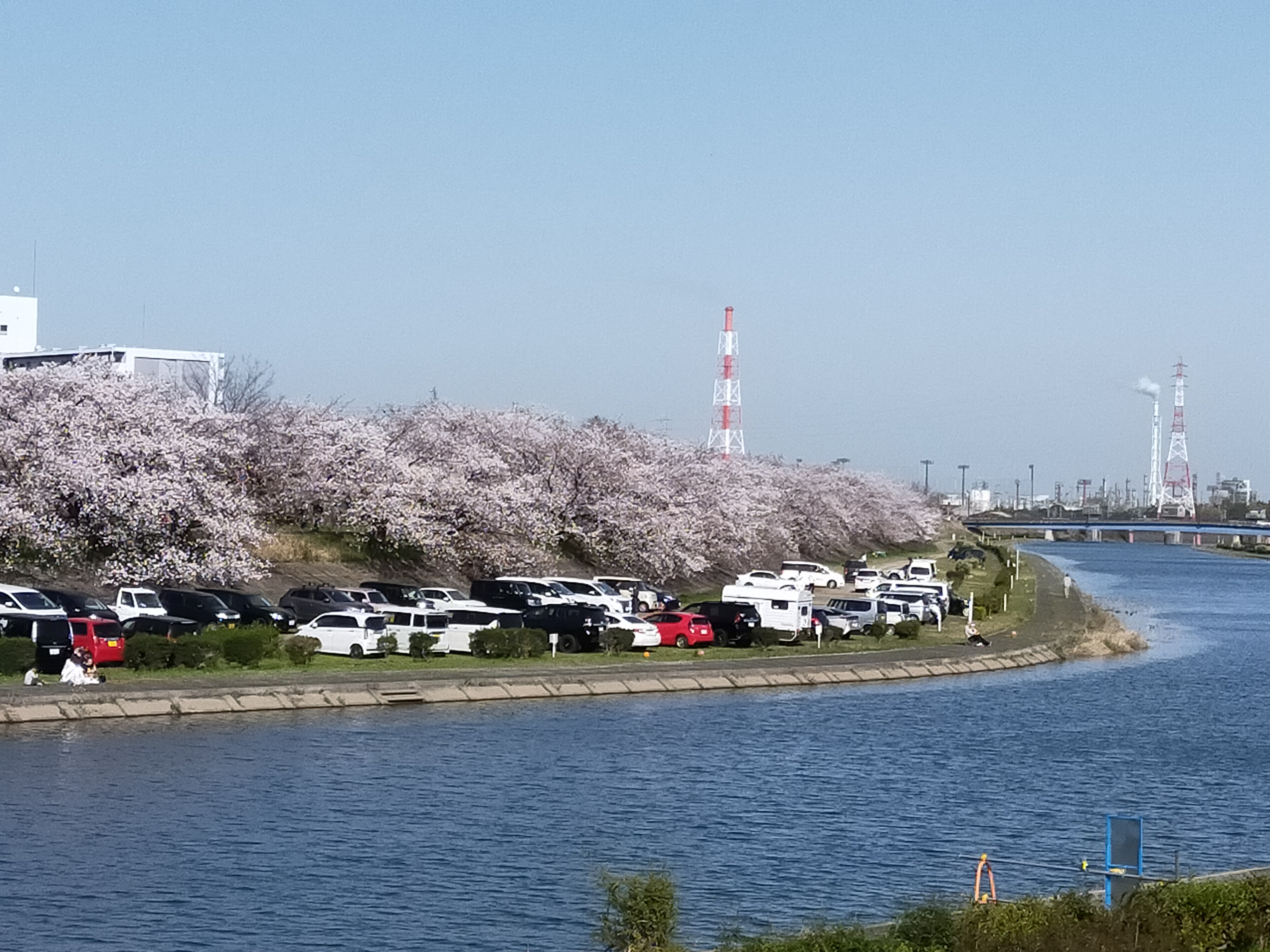 海蔵川堤の桜 掲示板 マイネ王