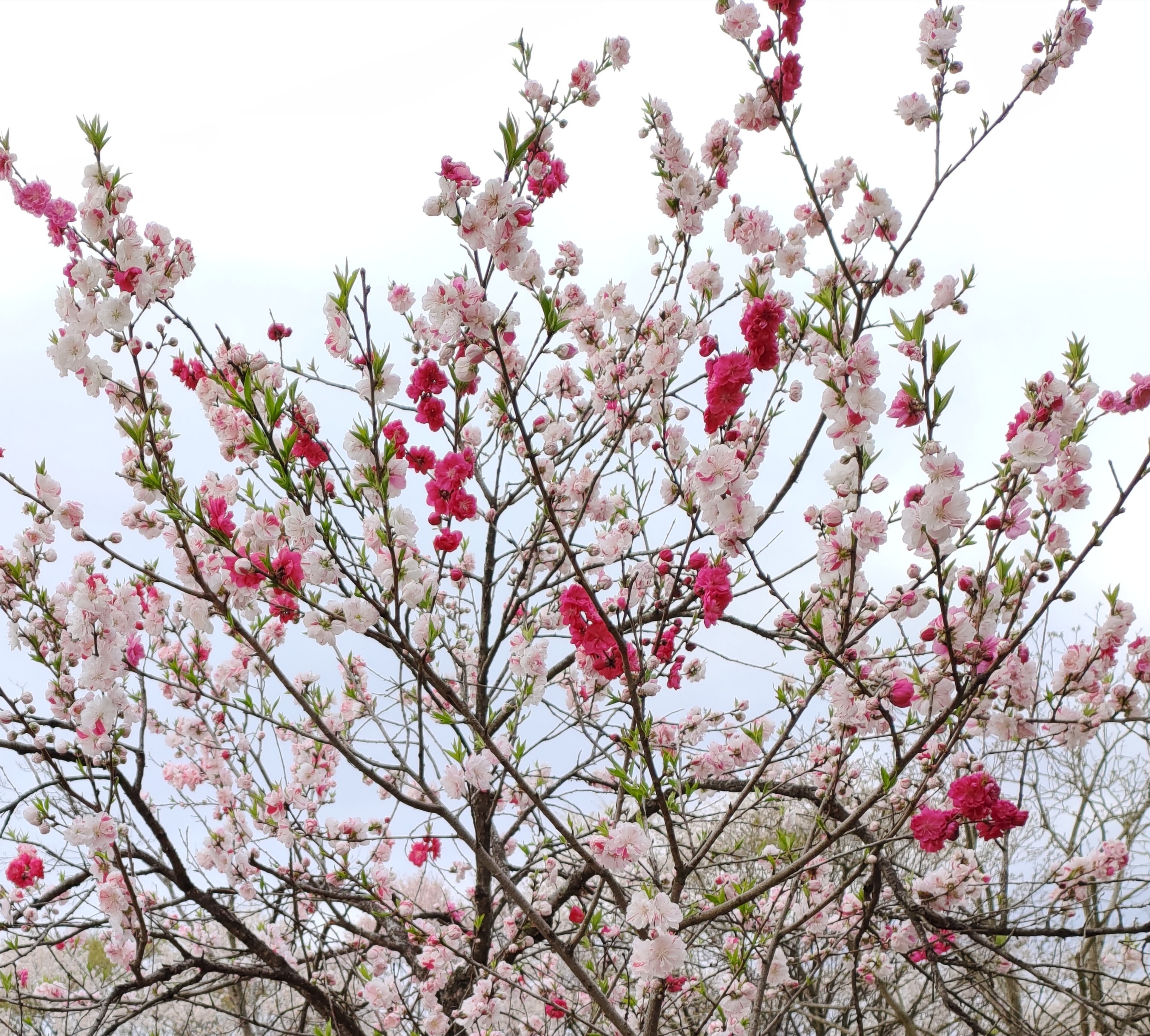 1本の桜の木に赤 白 混色の花が 掲示板 マイネ王
