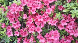 DSC_210405a.JPG