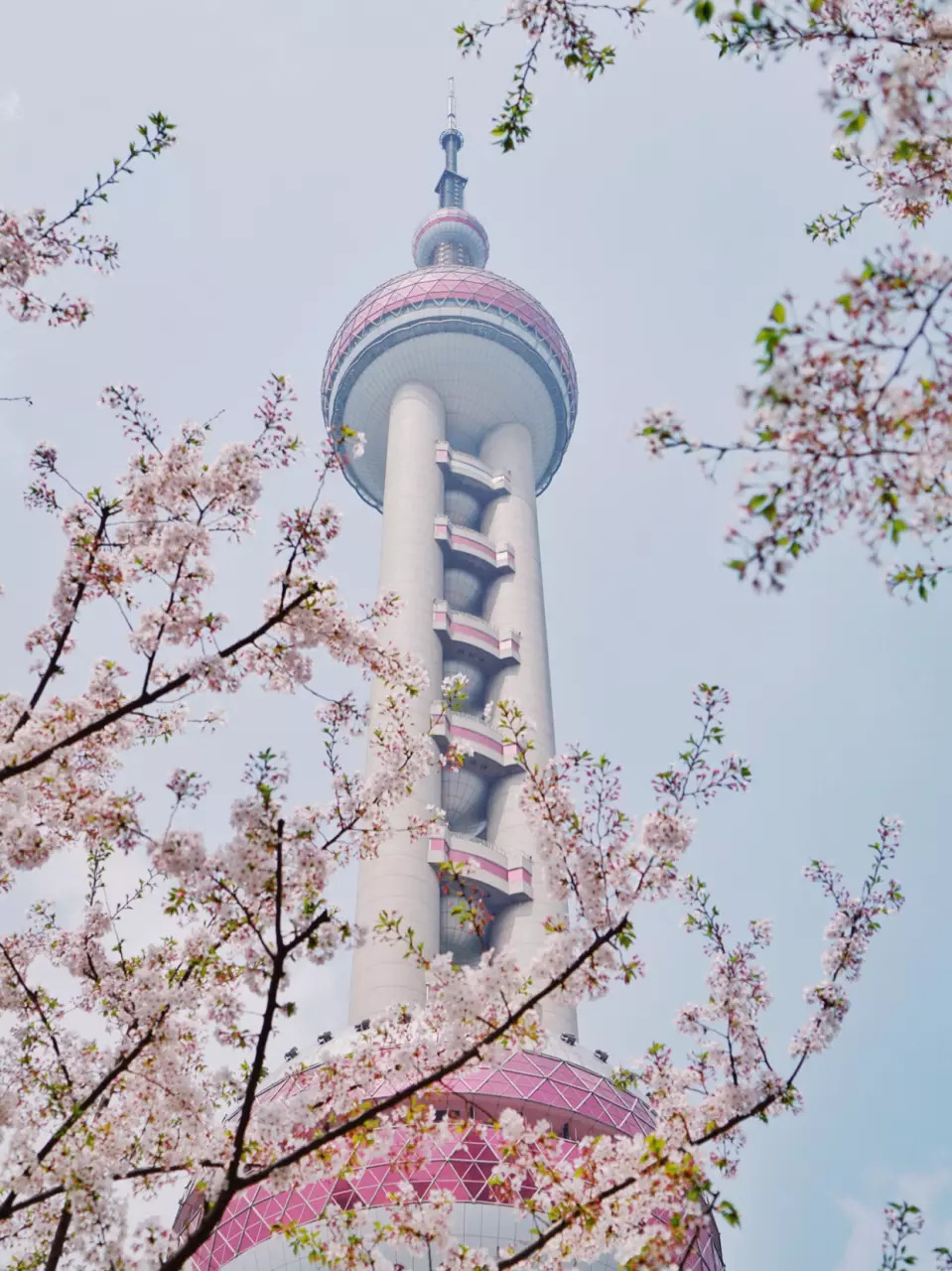 電子台の桜.png