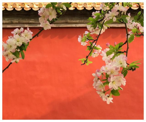壁紙の桜の花びらは１２日の朝まで とのことで 急遽 近所の公園の桜の風景を投稿します ゆずるね 掲示板 掲示板 マイネ王